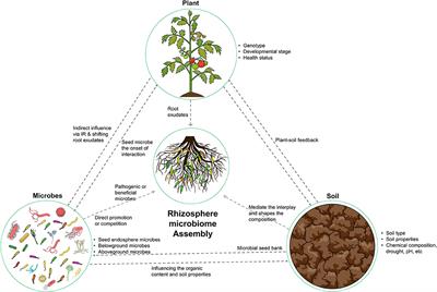 Frontiers | Recruitment Of The Rhizo-microbiome Army: Assembly ...